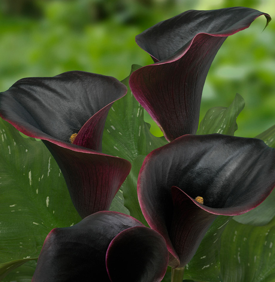 Calla Lily ( Zantedeschia ) Captain Beretta 1 Bulb