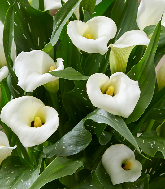 Calla Lily ( Zantedeschia ) Captain Fresco 1 Bulb