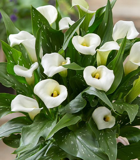Calla Lily ( Zantedeschia ) Captain Fresco 1 Bulb