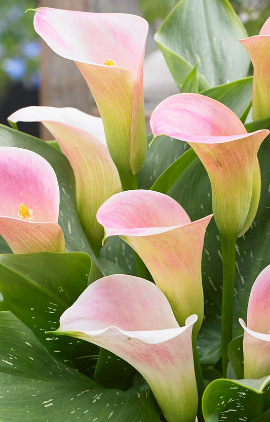 Calla Lily ( Zantedeschia ) Captain Marrero 1 Bulb