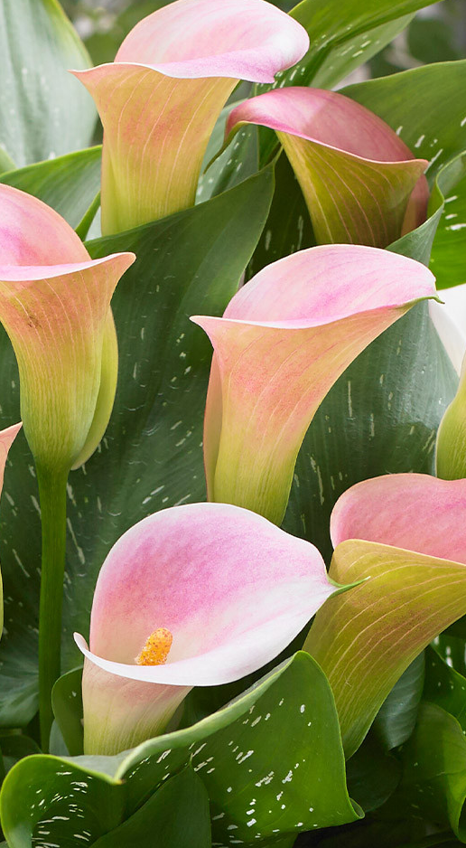 Calla Lily ( Zantedeschia ) Captain Marrero 1 Bulb