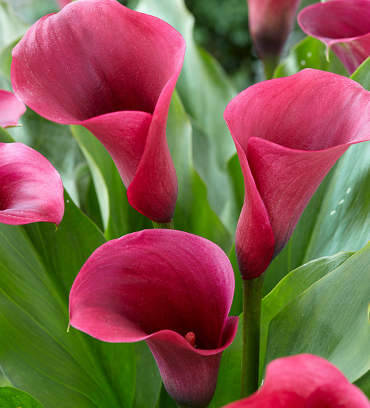 Calla Lily ( Zantedeschia ) Captain Promise 1 Bulb