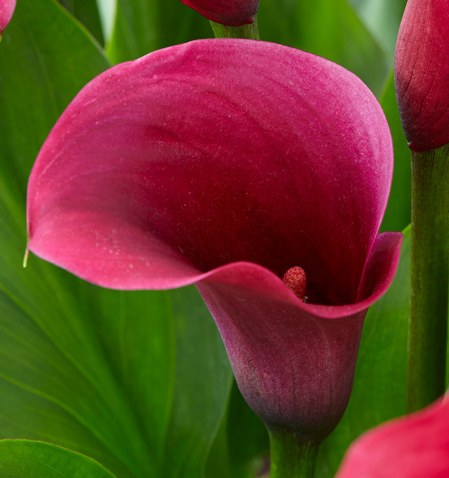 Calla Lily ( Zantedeschia ) Captain Promise 1 Bulb