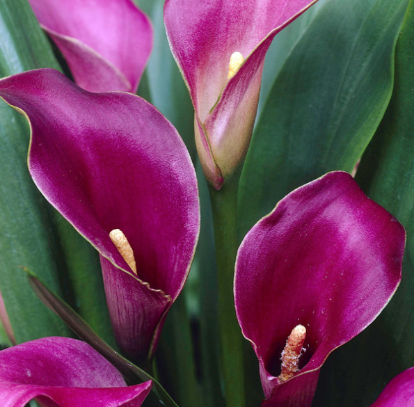 Calla Lily ( Zantedeschia ) Purple Sensation 1 Bulb
