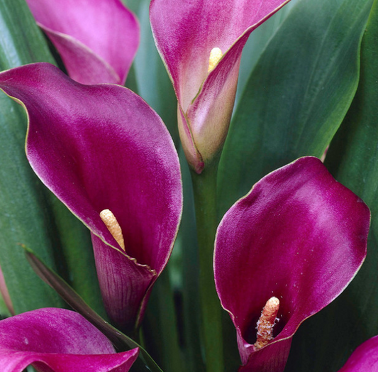 Calla Lily ( Zantedeschia ) Purple Sensation 1 Bulb