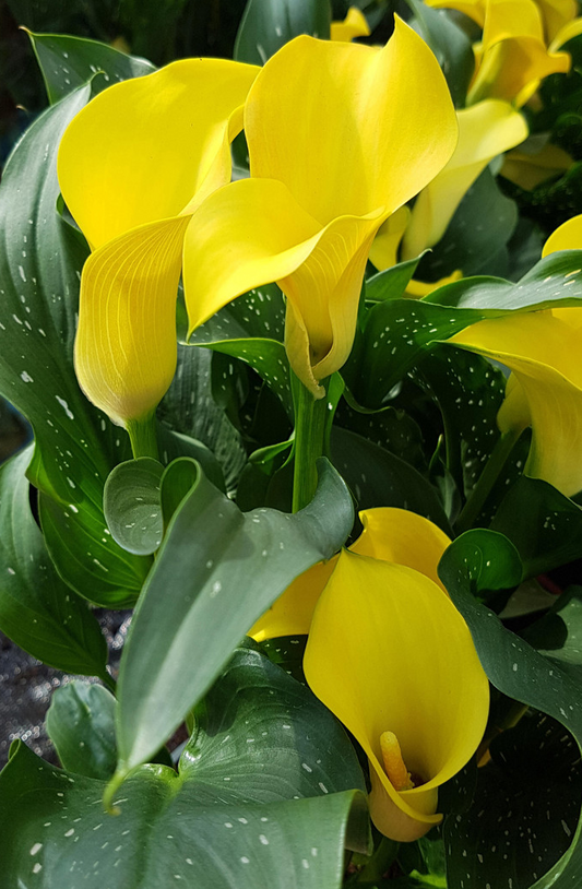 Calla Lily ( Zantedeschia ) Black Magic 1 Bulb