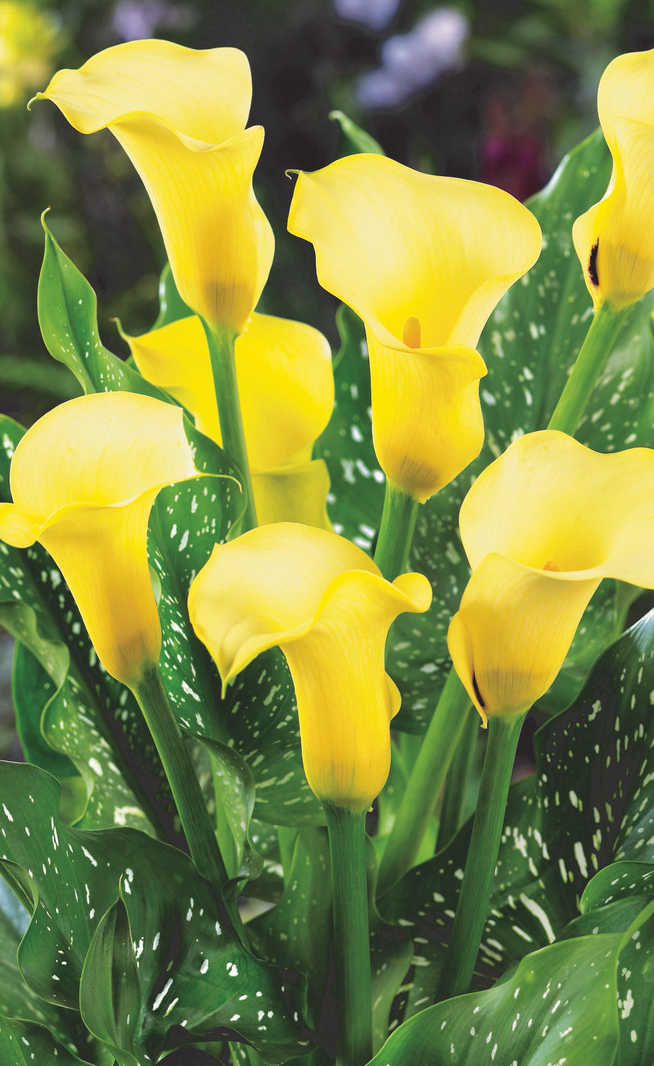 Calla Lily ( Zantedeschia ) Black Magic 1 Bulb