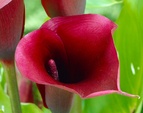 Calla Lily ( Zantedeschia ) Naomi 1 Bulb