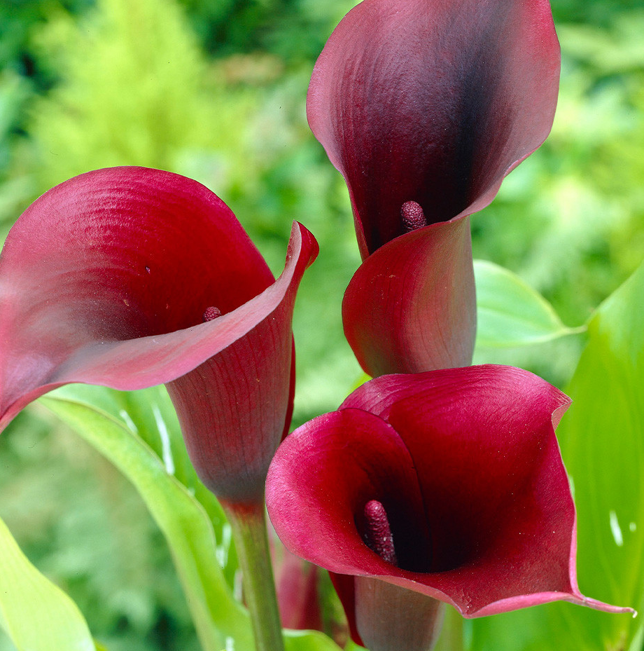 Calla Lily ( Zantedeschia ) Naomi 1 Bulb