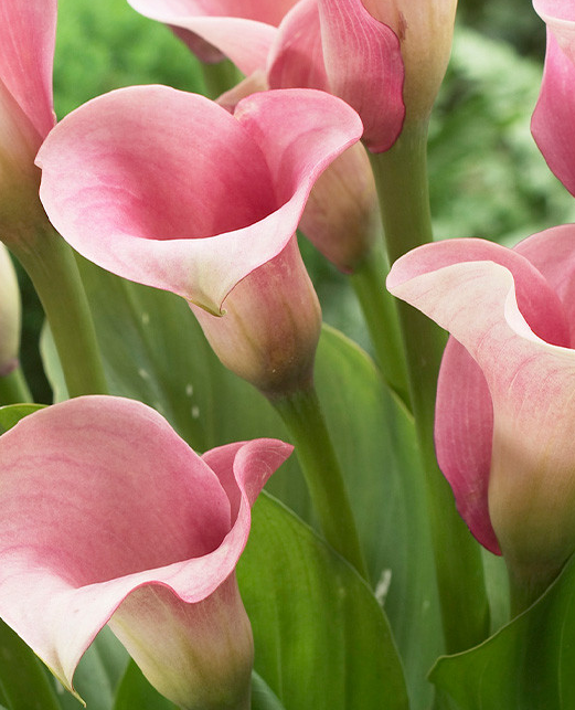 Calla Lily ( Zantedeschia ) Captain Rosette 1 Bulb