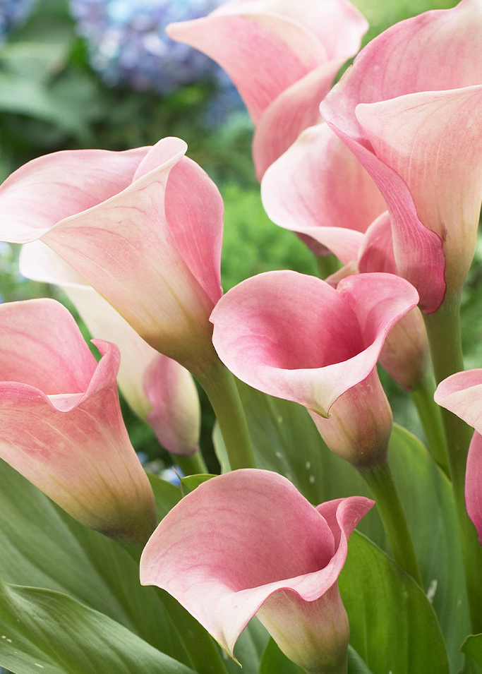 Calla Lily ( Zantedeschia ) Captain Rosette 1 Bulb