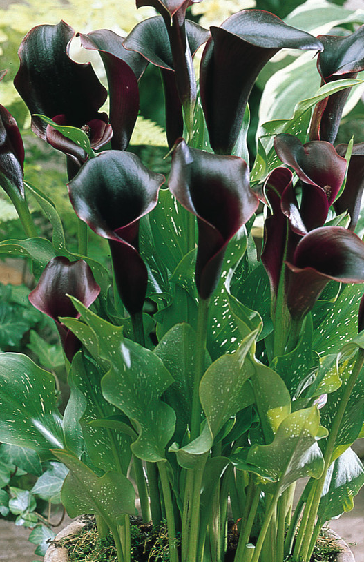 Calla Lily ( Zantedeschia ) Black 1 Bulb