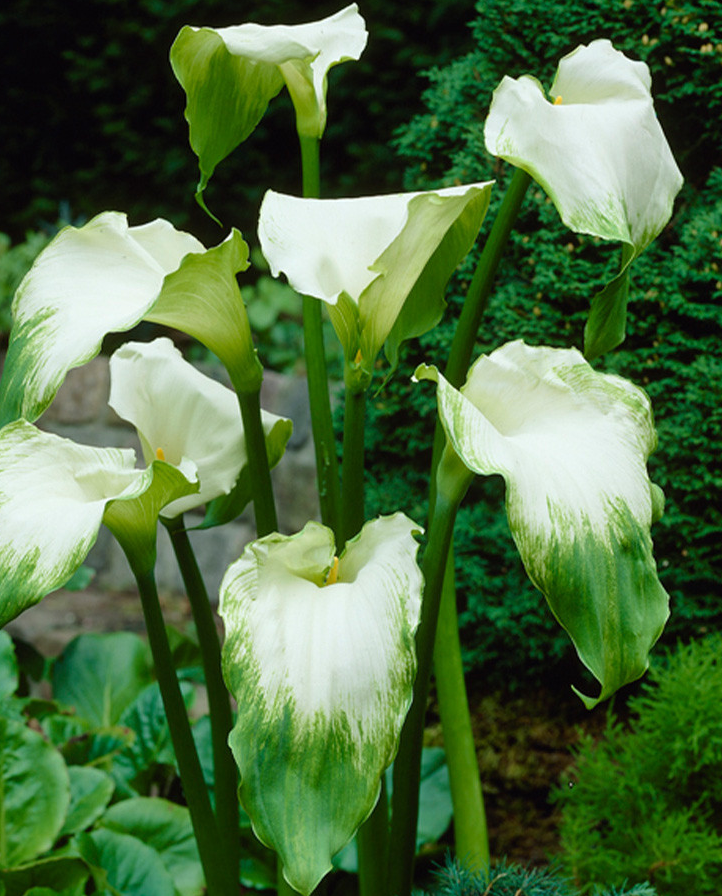 Calla Lily ( Zantedeschia ) Aethiopica Green Goddess 1 Bulb