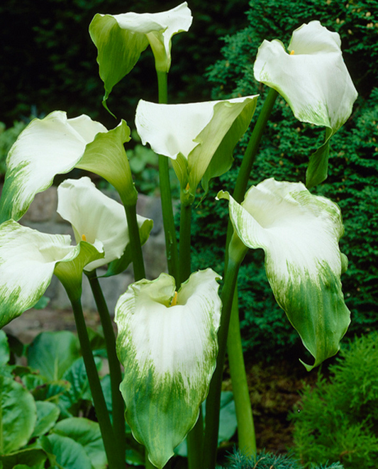 Calla Lily ( Zantedeschia ) Aethiopica Green Goddess 1 Bulb