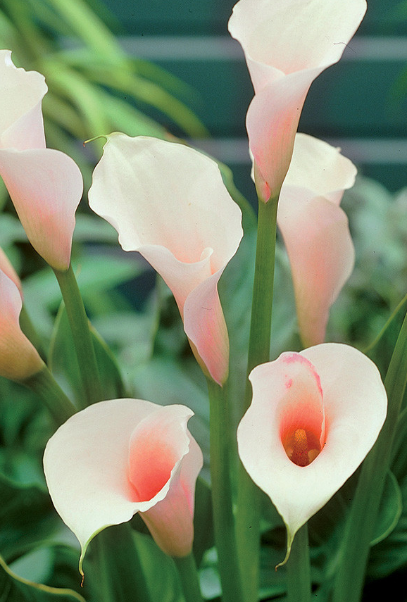 Calla Lily ( Zantedeschia ) Aethiopica Pink Mist 1 Bulb