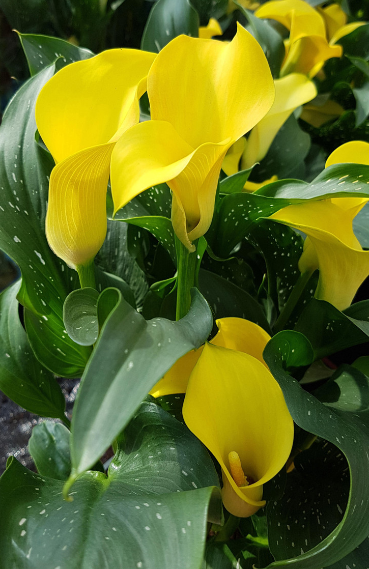 Calla Lily ( Zantedeschia ) Yellow 1 Bulb