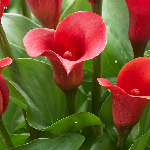 Calla Lily ( Zantedeschia ) Captain Safari 1 Bulb