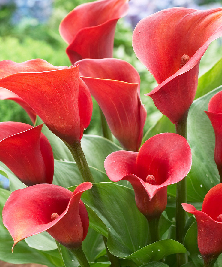 Calla Lily ( Zantedeschia ) Captain Safari 1 Bulb