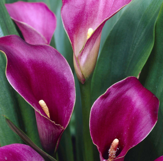 Calla Lily ( Zantedeschia ) Purple 1 Bulb