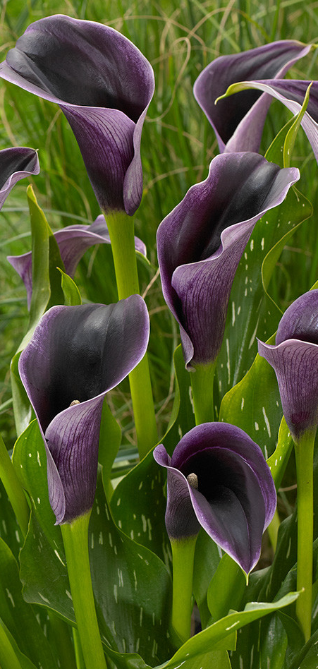 Calla Lily ( Zantedeschia ) Akela 1 Bulb