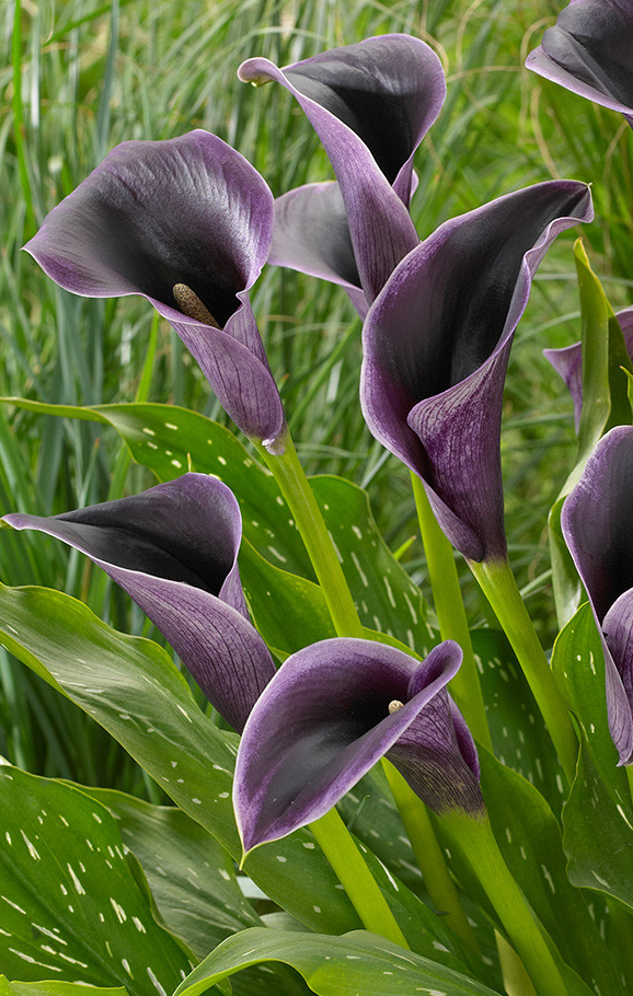 Calla Lily ( Zantedeschia ) Akela 1 Bulb