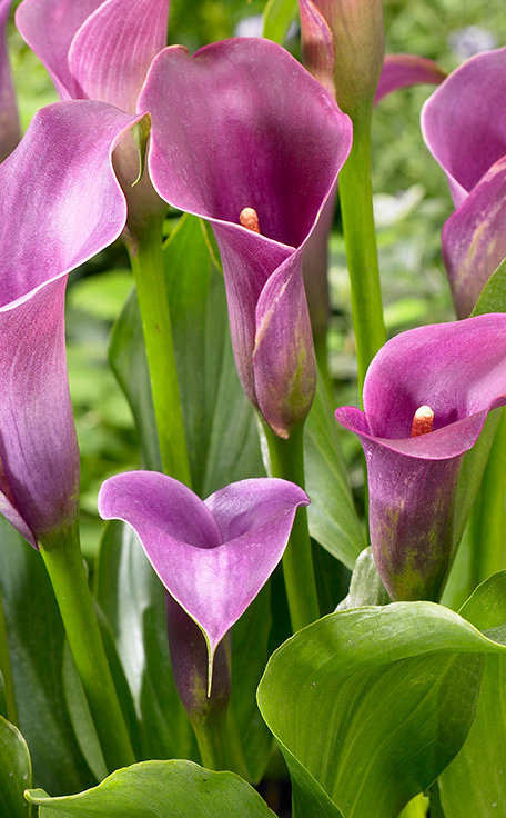 Calla Lily ( Zantedeschia ) Lavender Gem 1 Bulb
