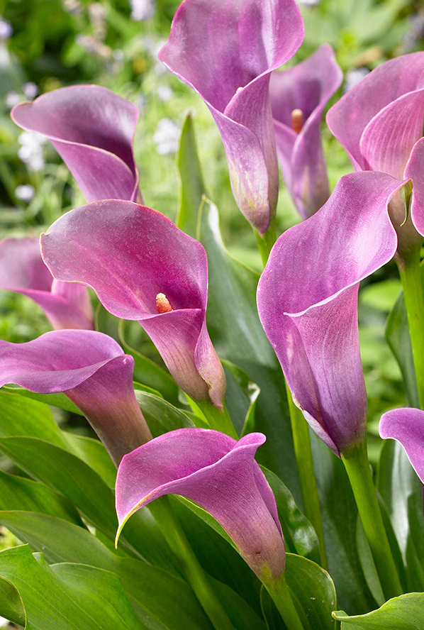 Calla Lily ( Zantedeschia ) Lavender Gem 1 Bulb