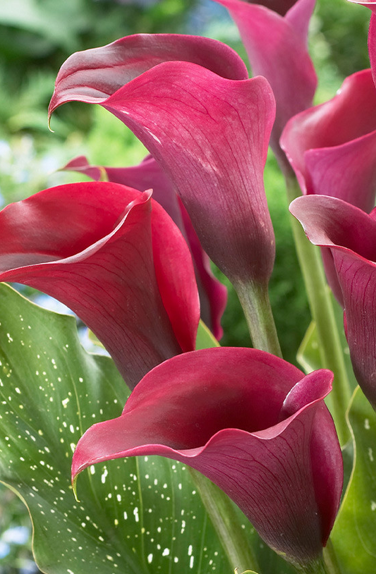 Calla Lily ( Zantedeschia ) Prado 1 Bulb