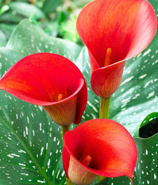Calla Lily ( Zantedeschia ) Red Alert 1 Bulb