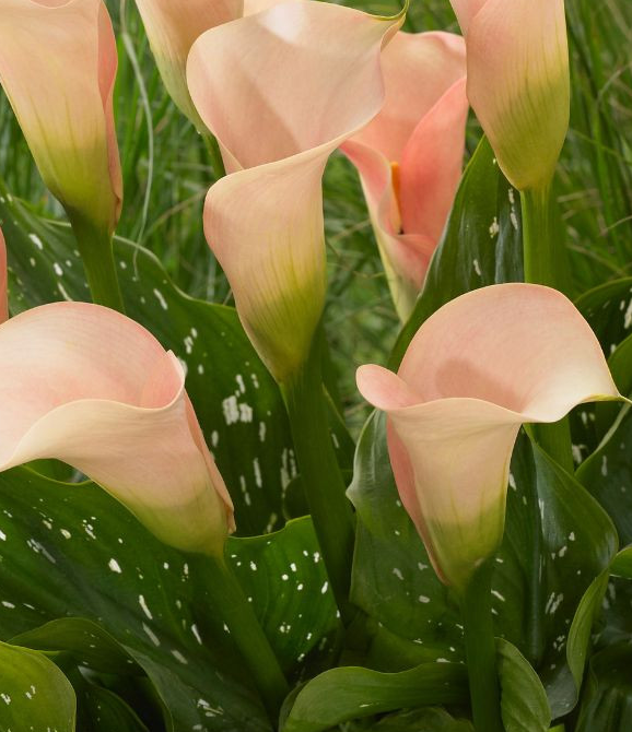 Calla Lily ( Zantedeschia ) Auckland 1 Bulb