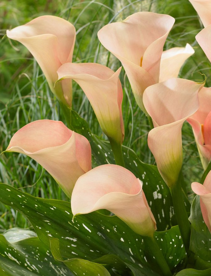 Calla Lily ( Zantedeschia ) Auckland 1 Bulb