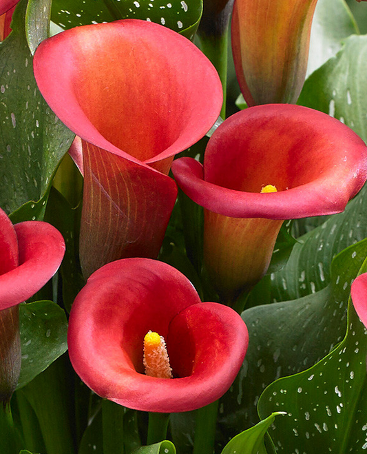 Calla Lily ( Zantedeschia ) Captain Murano 1 Bulb
