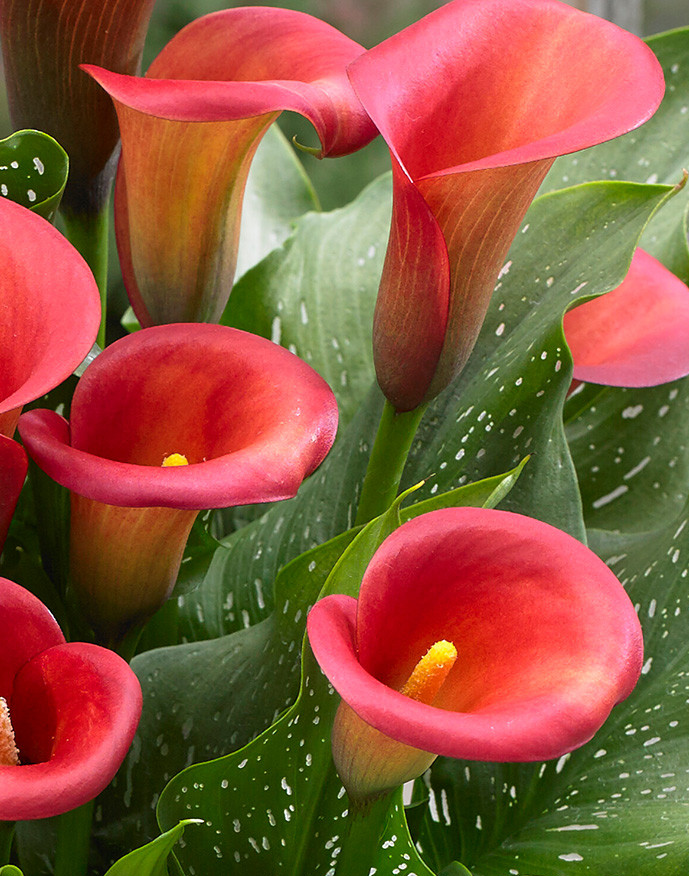 Calla Lily ( Zantedeschia ) Captain Murano 1 Bulb