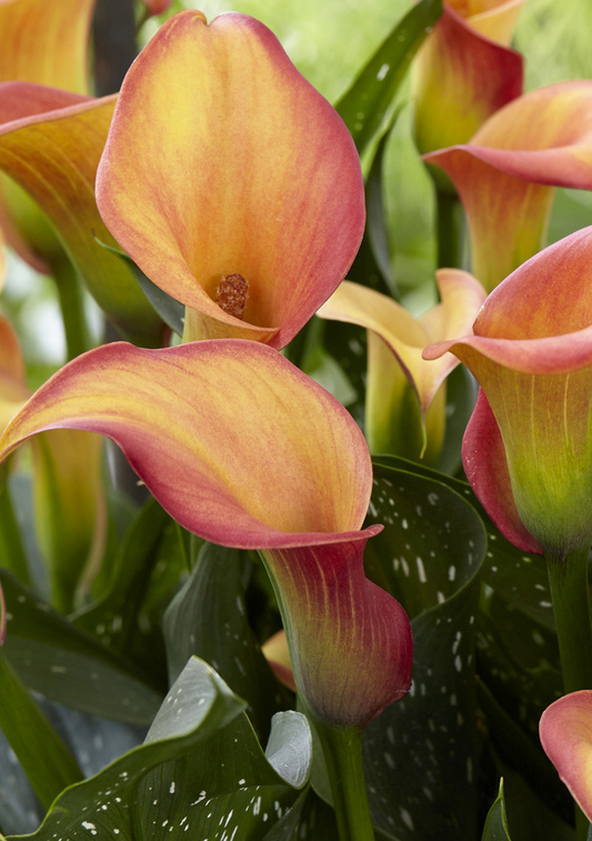Calla Lily ( Zantedeschia ) Morning Sun 1 Bulb