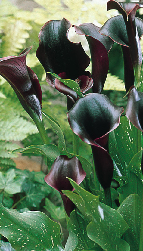 Calla Lily ( Zantedeschia ) Black Forest 1 Bulb