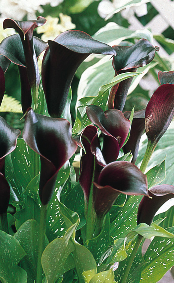 Calla Lily ( Zantedeschia ) Black Forest 1 Bulb
