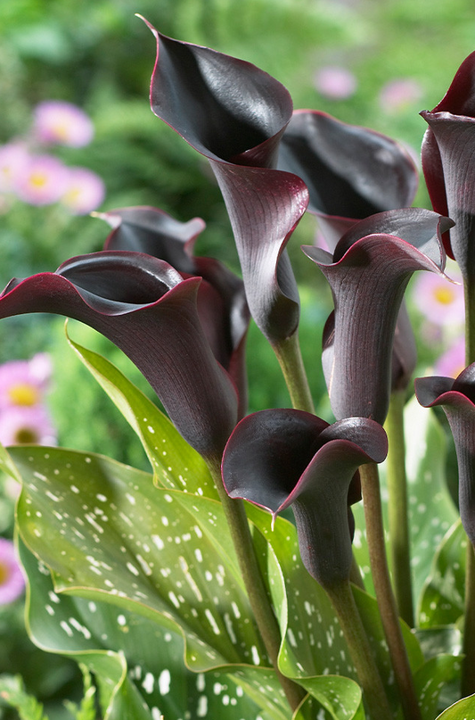 Calla Lily ( Zantedeschia ) Eclipse 1 Bulb