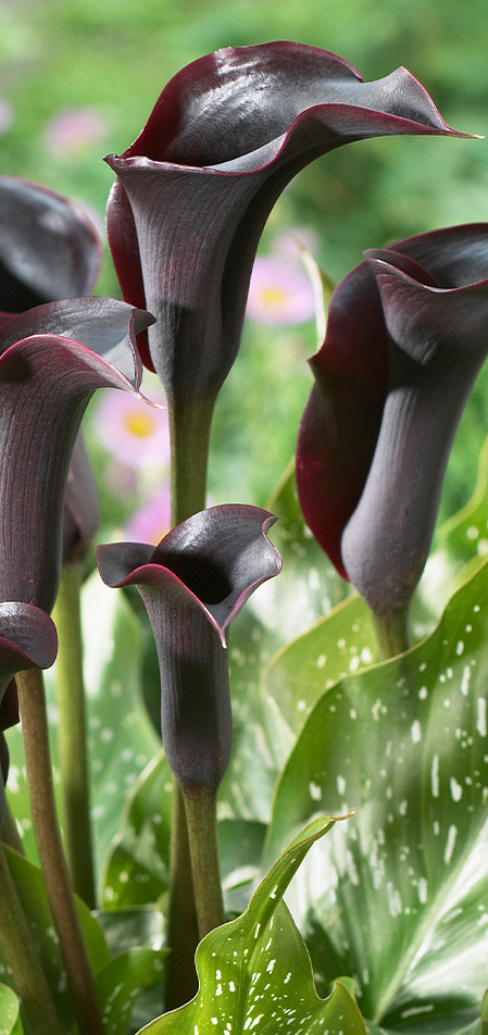 Calla Lily ( Zantedeschia ) Eclipse 1 Bulb