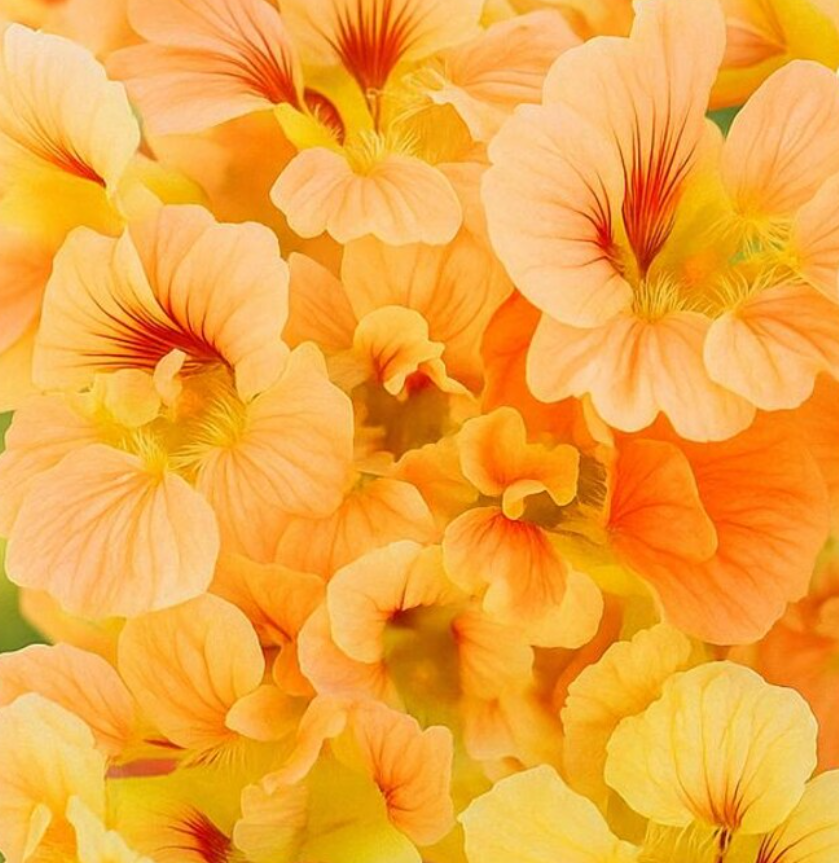 Nasturtium (Tropaeolum majus) Salmon Gleam 20 Seeds
