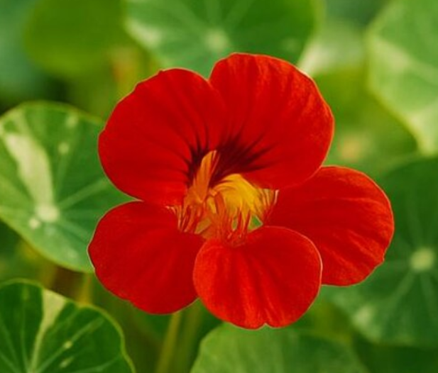 Nasturtium (Tropaeolum majus) Alaska Scarlet 20 Seeds