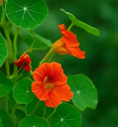 Nasturtium (Tropaeolum majus) Indian Chief 20 Seeds