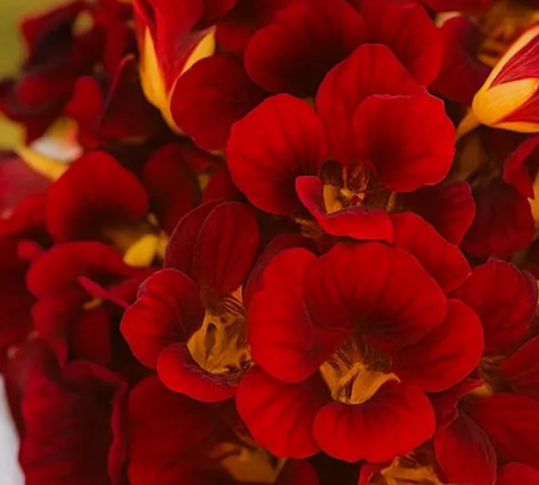 Nasturtium (Tropaeolum majus) Dwarf Black Velvet 20 Seeds