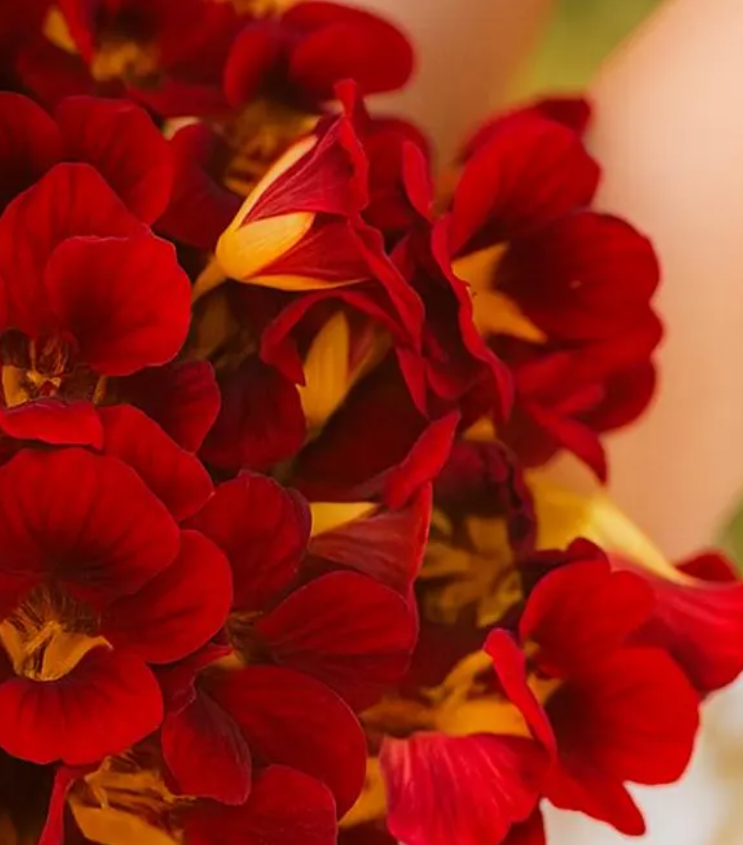 Nasturtium (Tropaeolum majus) Dwarf Black Velvet 20 Seeds