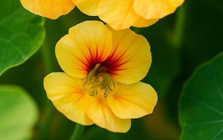 Nasturtium (Tropaeolum majus) Dwarf Apricot 20 Seeds