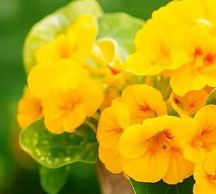 Nasturtium (Tropaeolum majus) Alaska Gold 20 Seeds