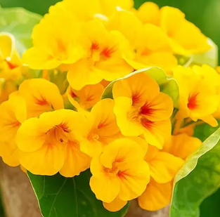 Nasturtium (Tropaeolum majus) Alaska Gold 20 Seeds
