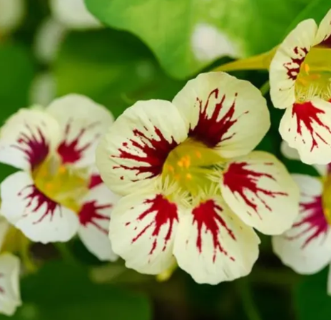 Nasturtium (Tropaeolum majus) Orchid Cream 20 Seeds