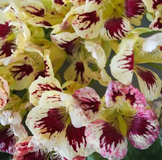 Nasturtium (Tropaeolum majus) Orchid Cream 20 Seeds