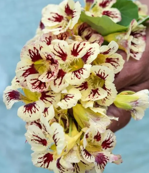Nasturtium (Tropaeolum majus) Orchid Cream 20 Seeds