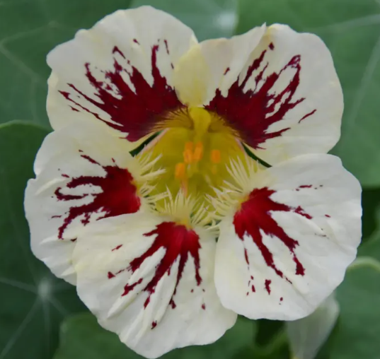 Nasturtium (Tropaeolum majus) Orchid Cream 20 Seeds
